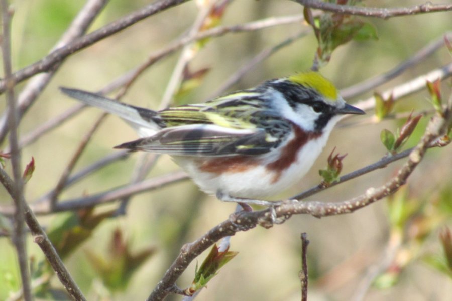 Meadowvale, NS - May 19, 2020 - male in breeding plumage